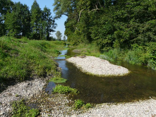 Riedkanal Rastatt, Foto: NABU/Klatt