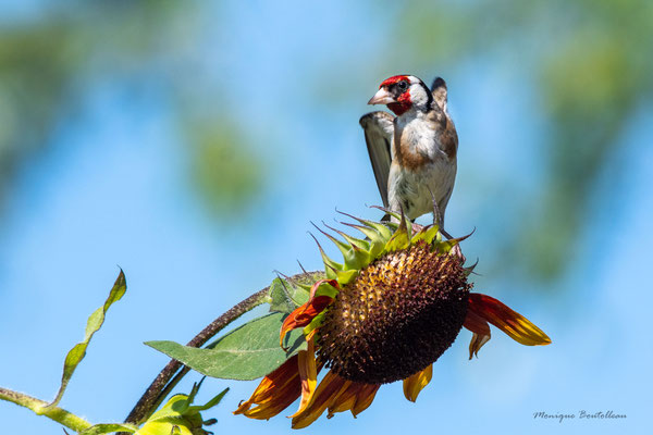 chardonneret tournesol