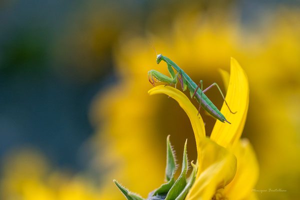 Mante tournesol