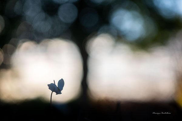 ombres chinoises - Cyclamen