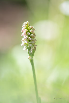 Surprise - Neotinea maculata