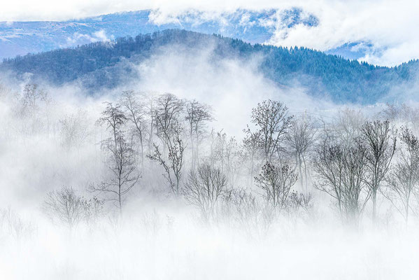 Comme un arbre dans la brume