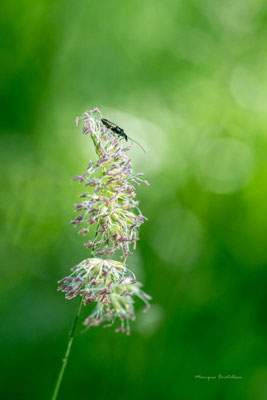 Dans les pompons
