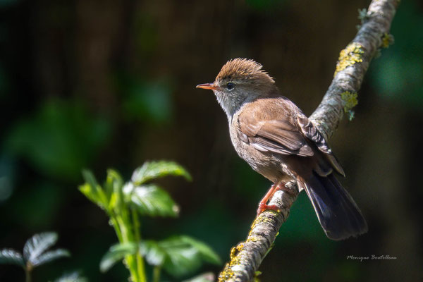 Bouscarle de Cetti
