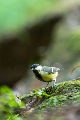 Mésange charbonière