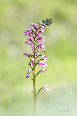 orchis militaire x orchis pourpre et mélitée