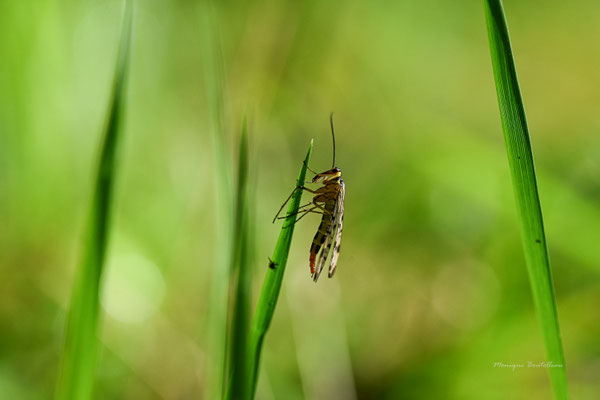 Mikado - mouche scorpion