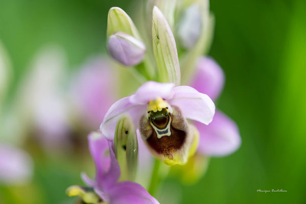 Ophrys Ficalhoana
