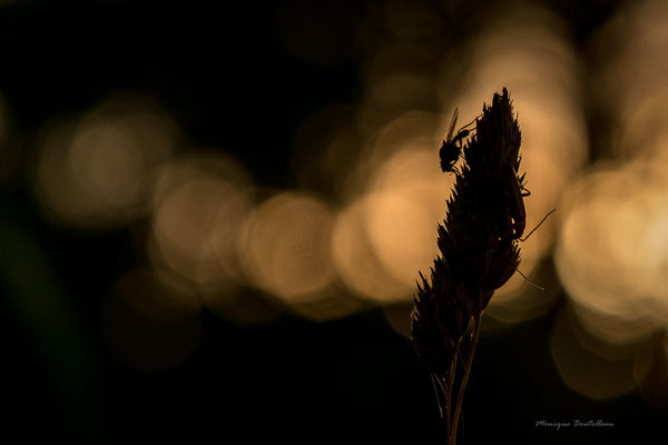 Mouche du soir