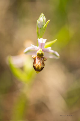 ophrys picta