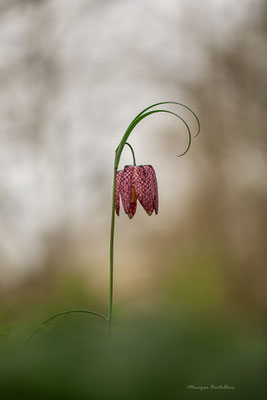 Fritillaire huppée