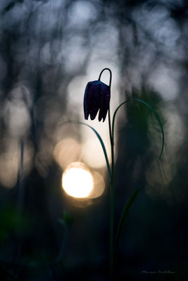Fritillaire du soir