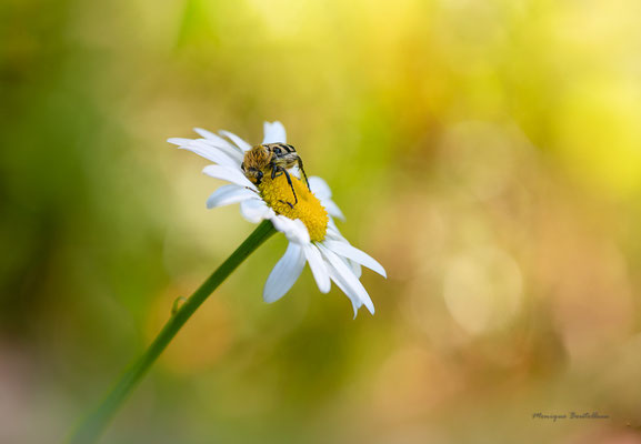 Le Trichis et la marguerite