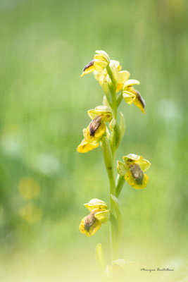 Ophrys jaune