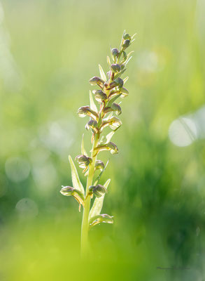 orchis grenouille