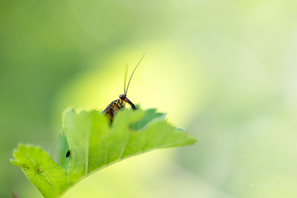 mouche scorpion