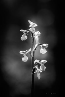Transparence