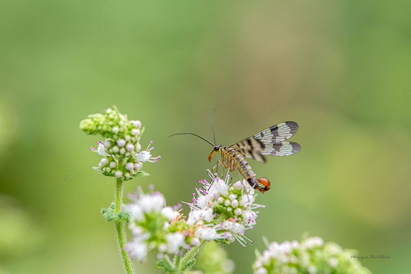 Mouche scorpion