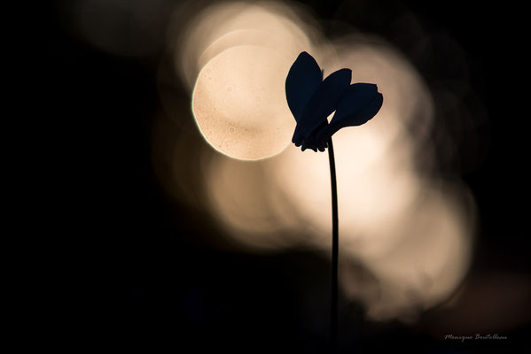 Ombres du soir - Cyclamen