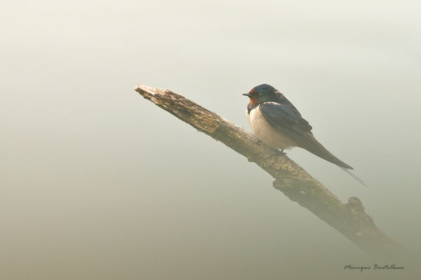 hirondelle boudeuse