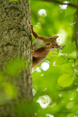 Petit curieux