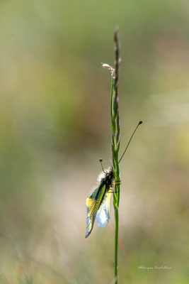 Ascalaphe endormi