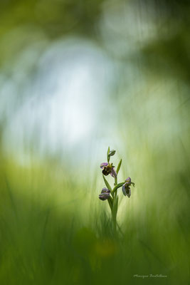 Rencontre - orchis abeille