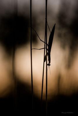 Mante du soir