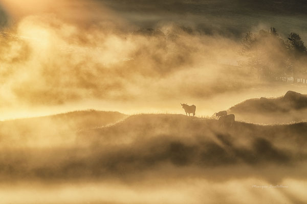 La vache en or