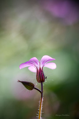 Rose sans épine - Herbe à Robert