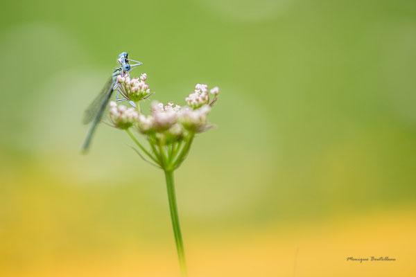 agrion sur fond de lotier