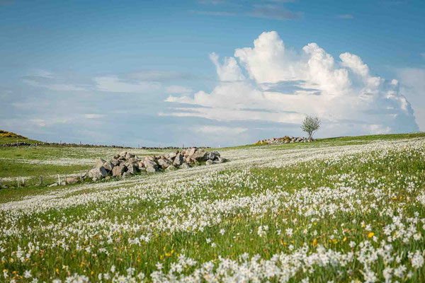 Champ de Narcisses