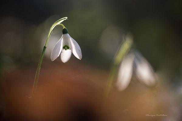 Duo d'hiver