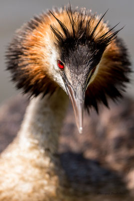 portrait serré