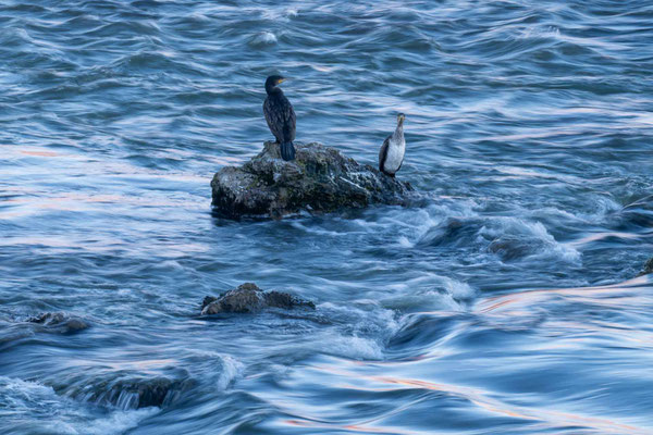 Au courant - Cormorans