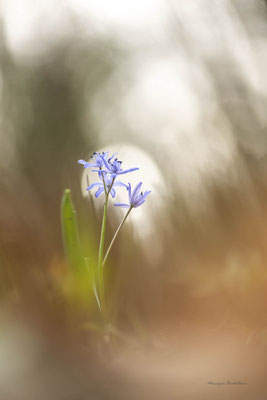 scille à 2 feuilles