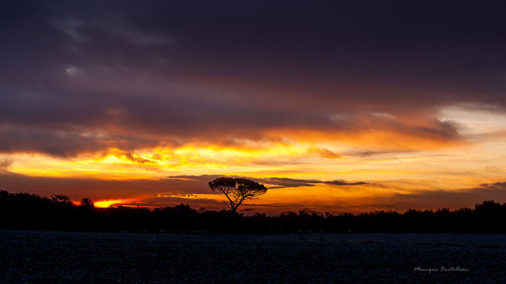 Pin du crépuscule