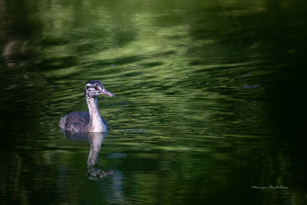sous la verdure