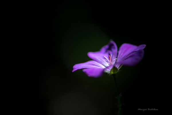 Sous les projecteurs - Géranium sauvage