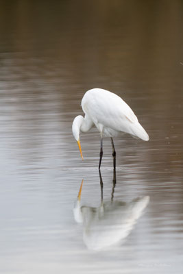 grande aigrette