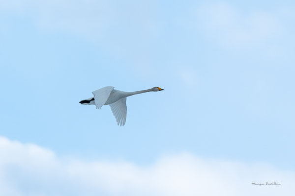 cygne chanteur