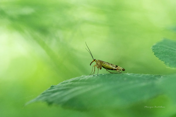 sur la feuille