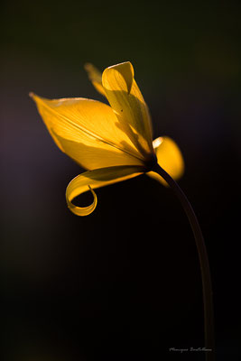 Tulipe des ombres