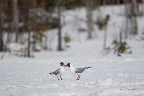 offrande de mouettes rieuses