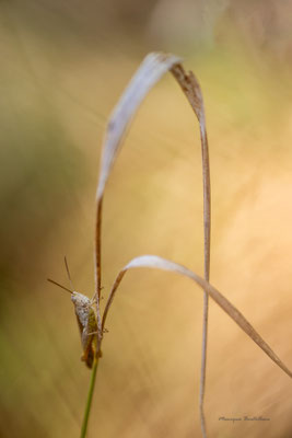 sur l'arche