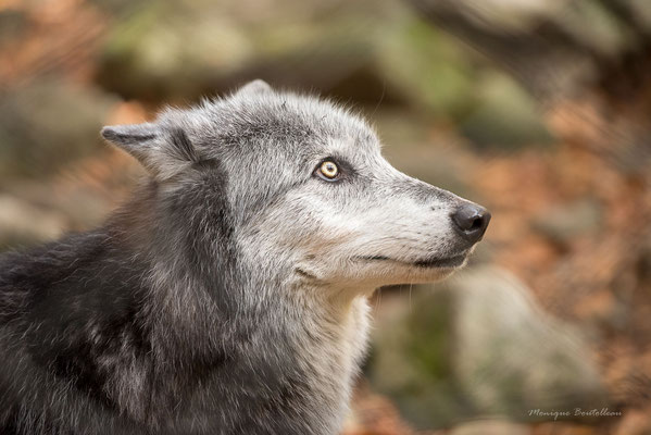 Alpha - Parc d'Orlu