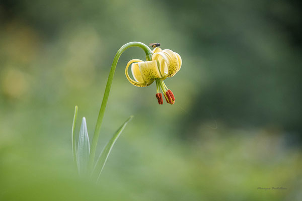Lys des Pyrénées