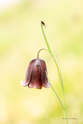 Fritillaire des Pyrénées 3