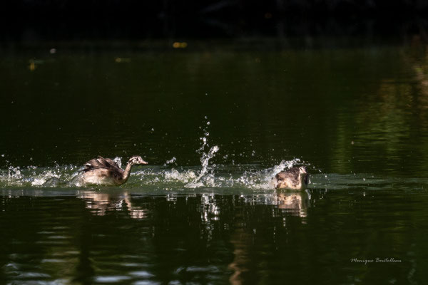 chasse au juvénile 1