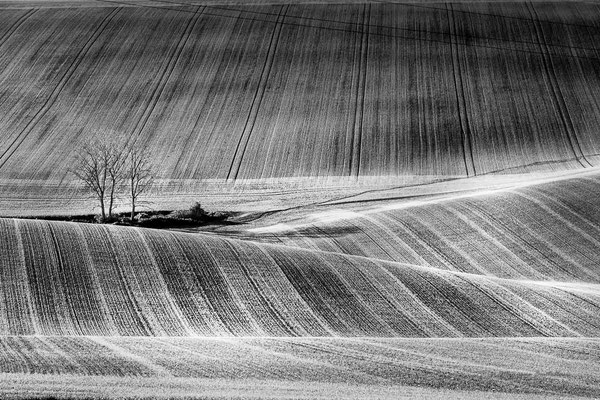 Champs d'hiver